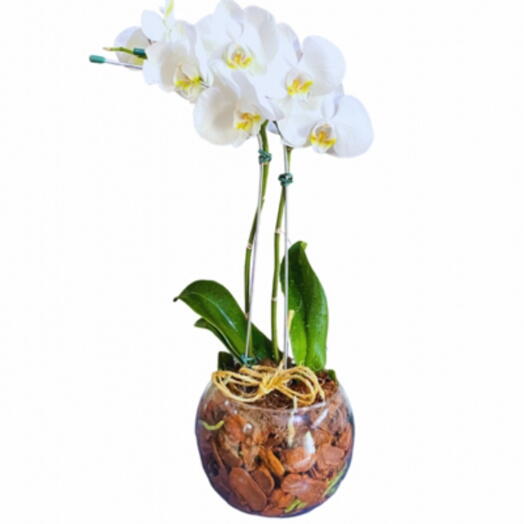 Orquidea Phalaenopsis Branca No Vaso De Vidro Flores E Presentes