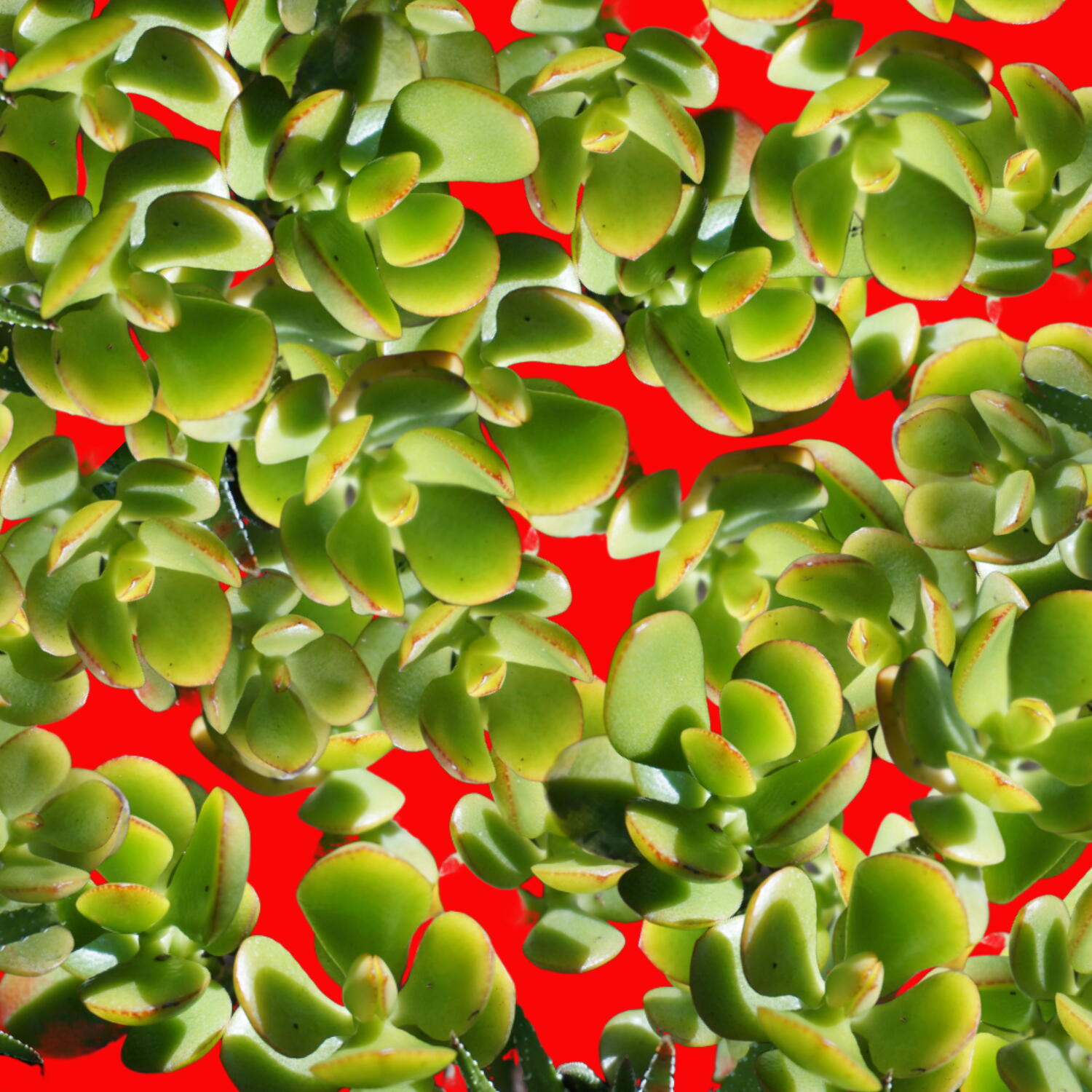 Planta jade sobre fundo vermelho