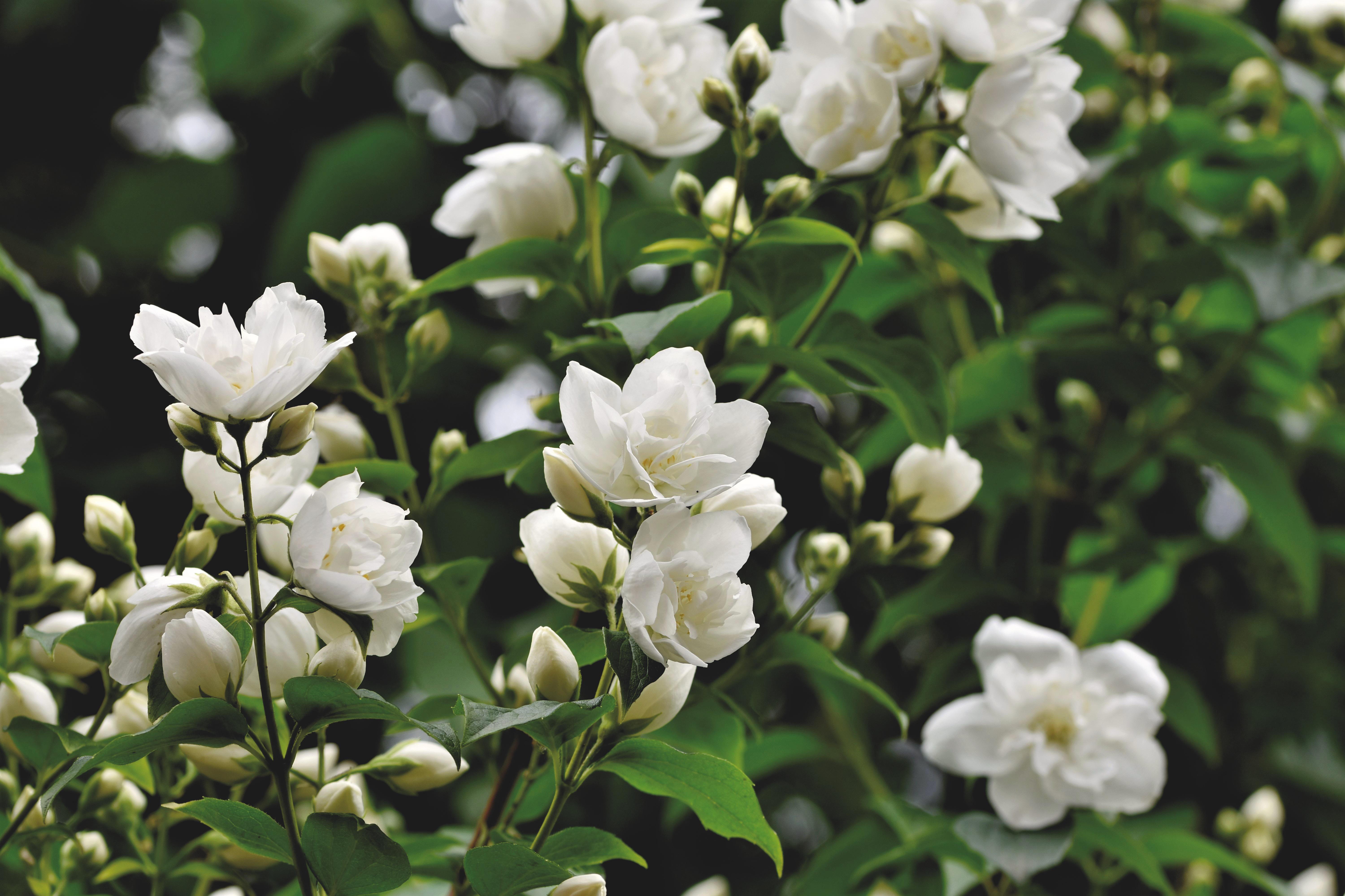 A linda flor de jasmim, que simboliza virtude e pureza