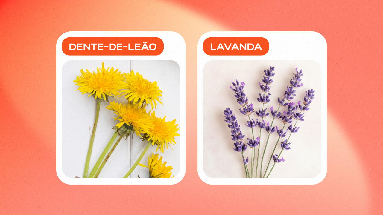 Dente-de-leão, Lavanda