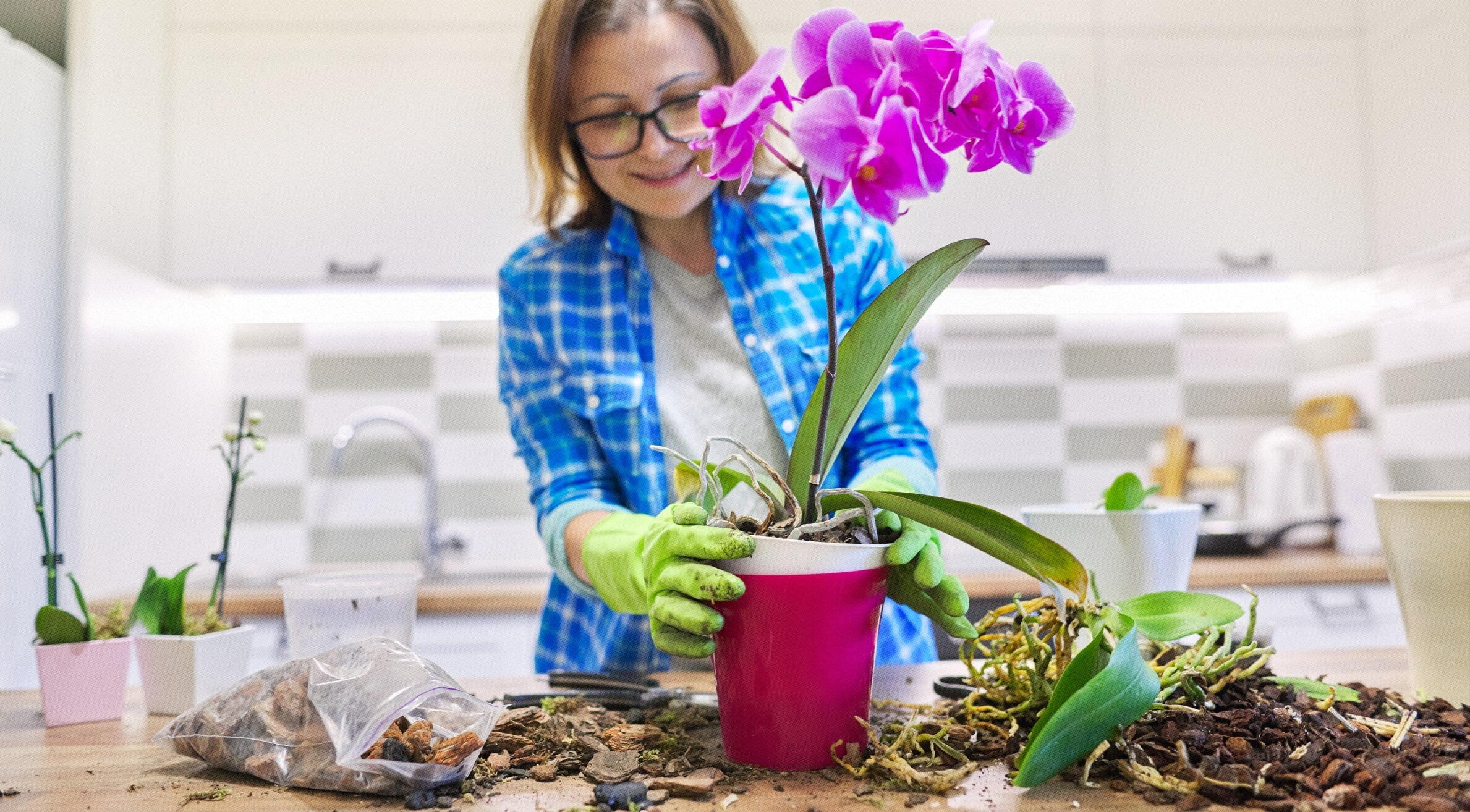 Como plantar orquídea no vaso
