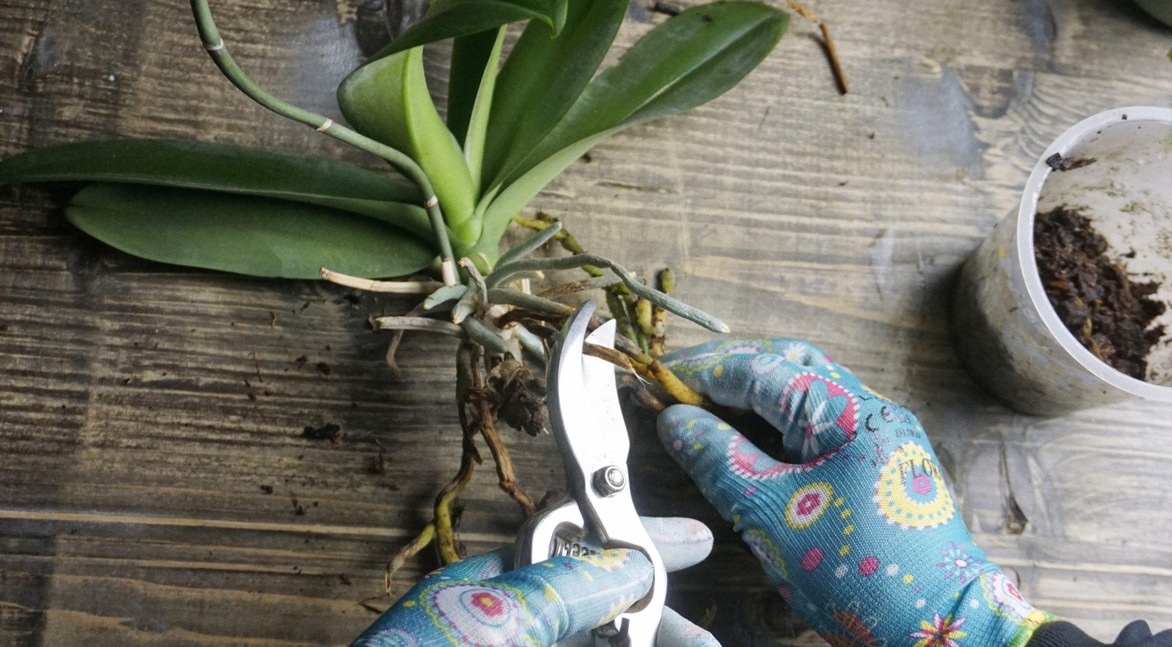 Como podar orquídea