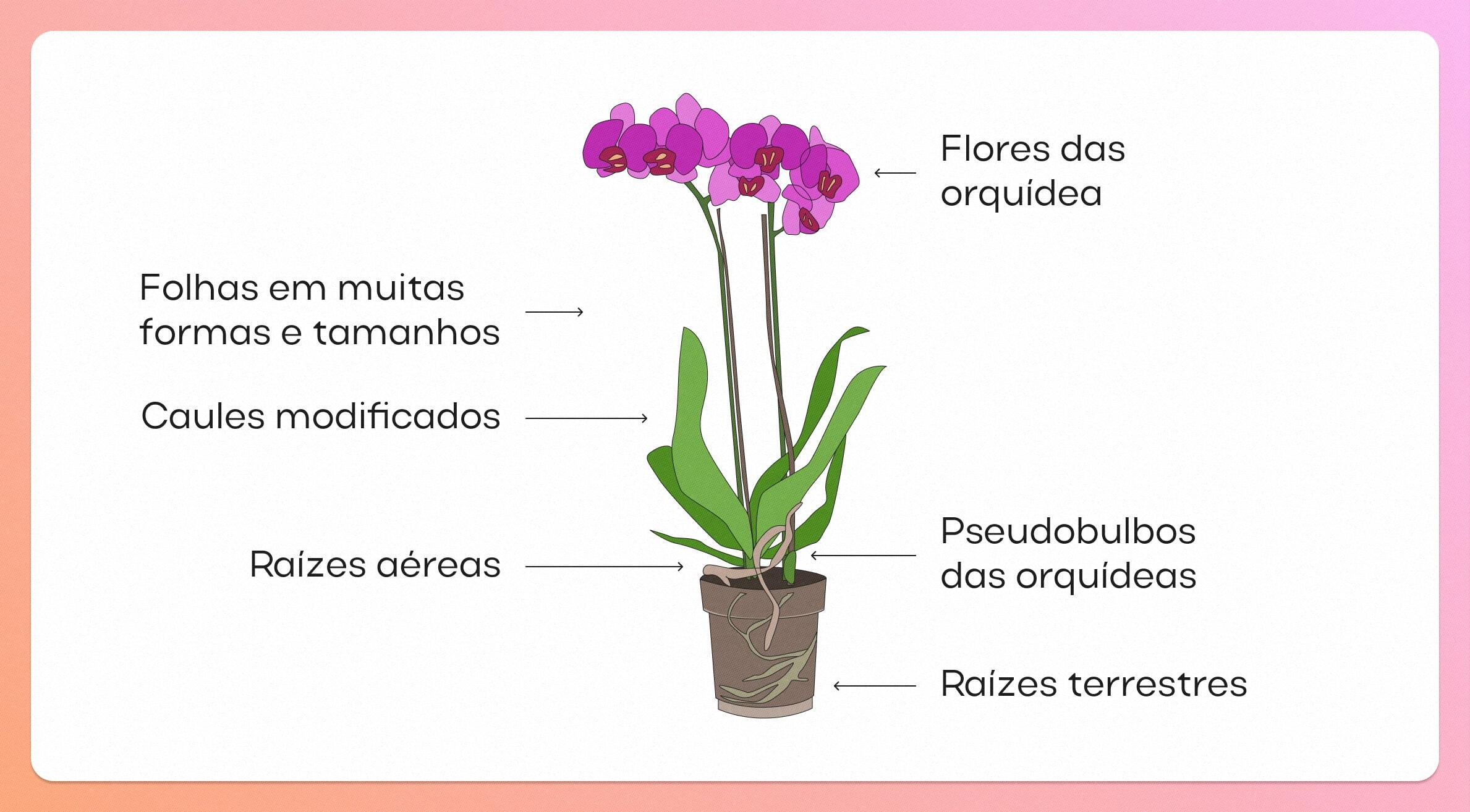 A aparência da orquídea