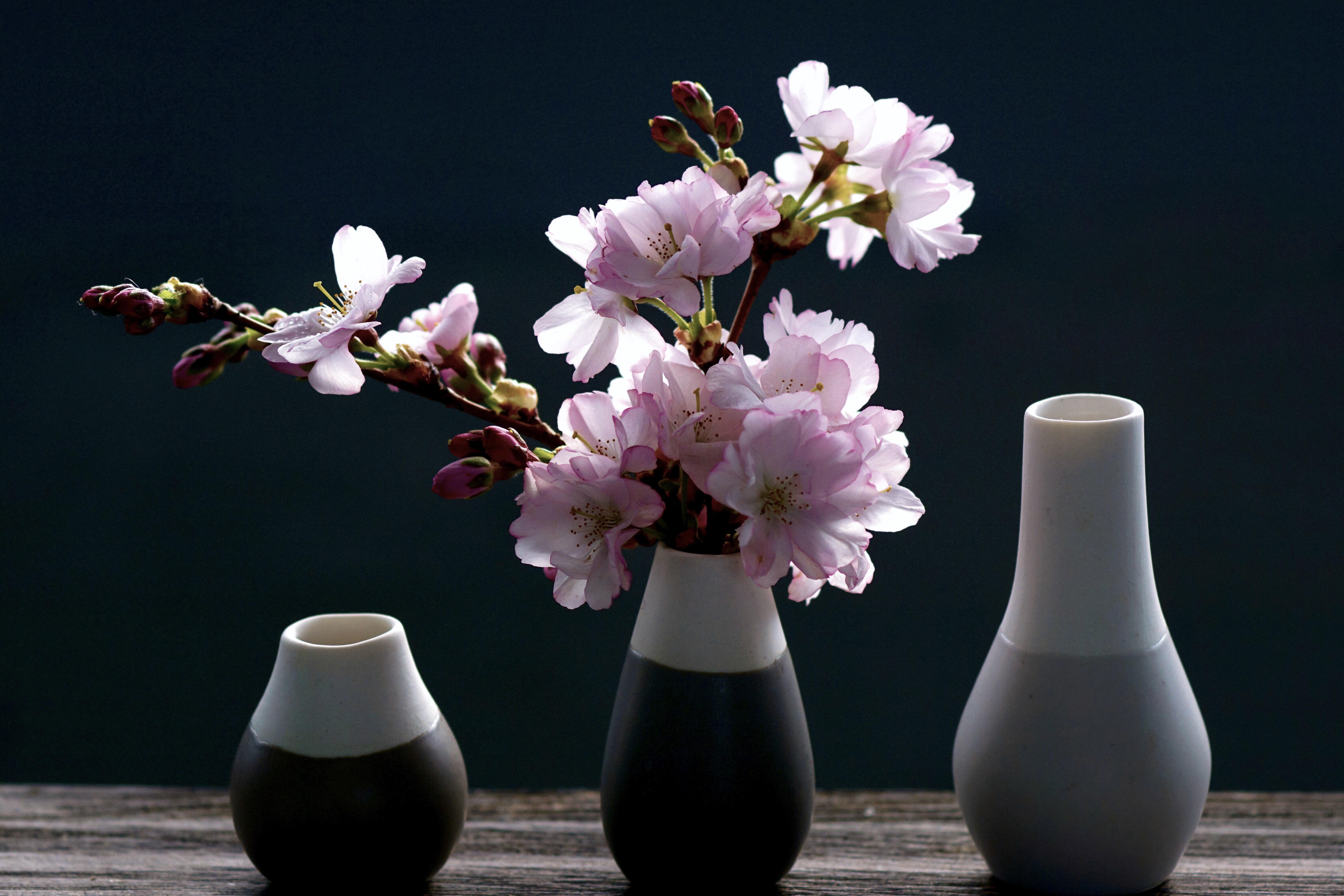 Lindíssimas flores de cerejeira em vaso