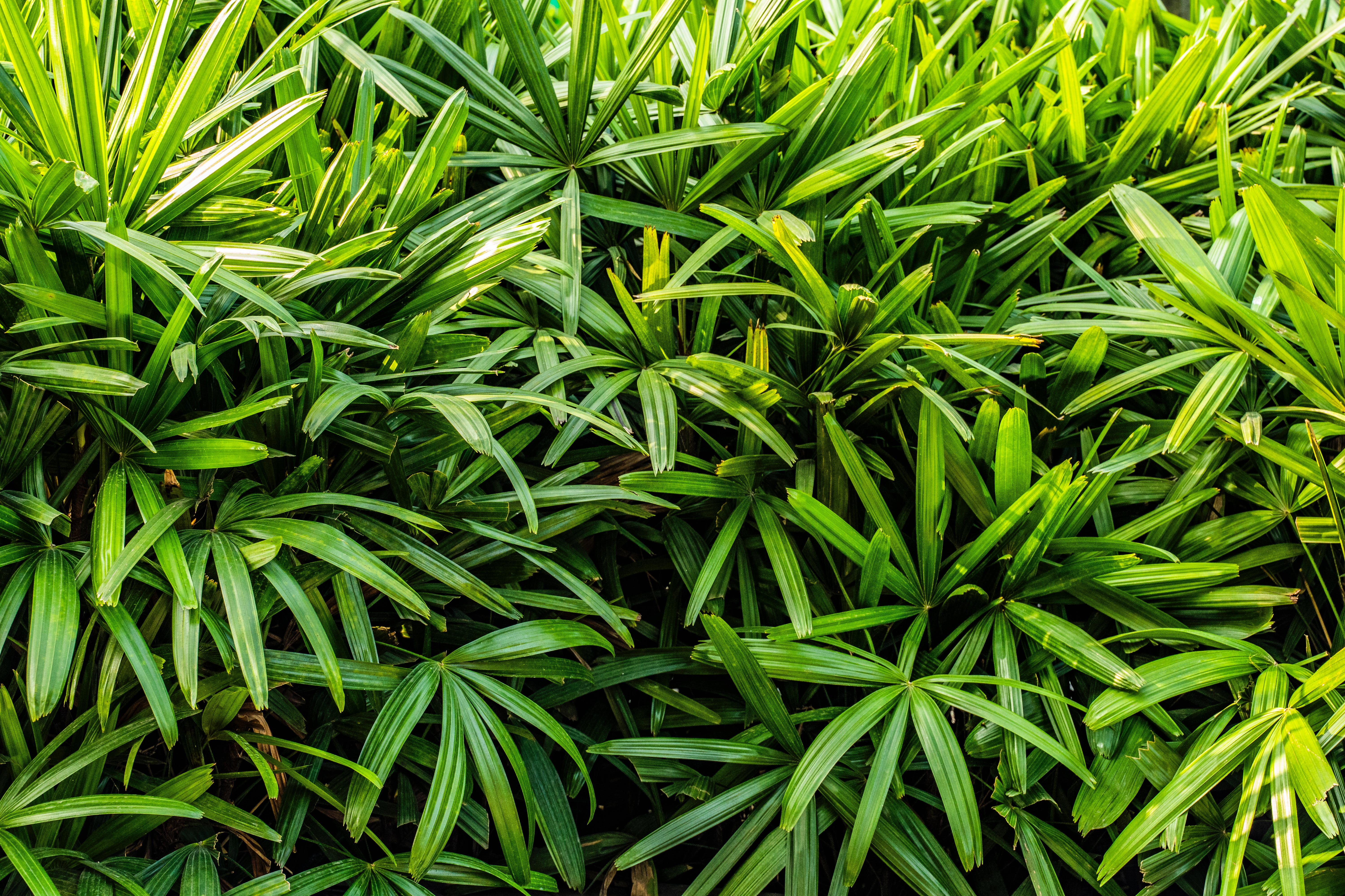 Folhas de palmeira ráfis