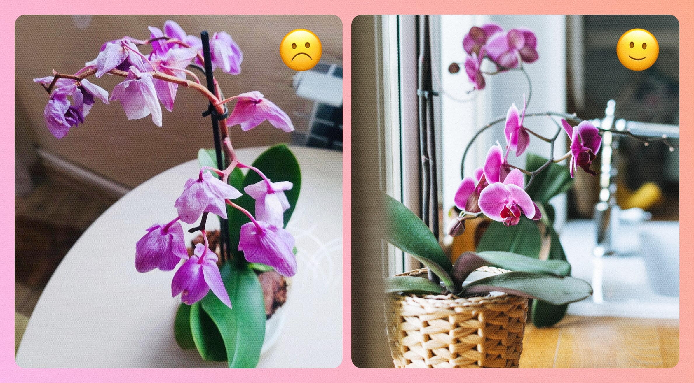 Como cuidar de orquídea em casa