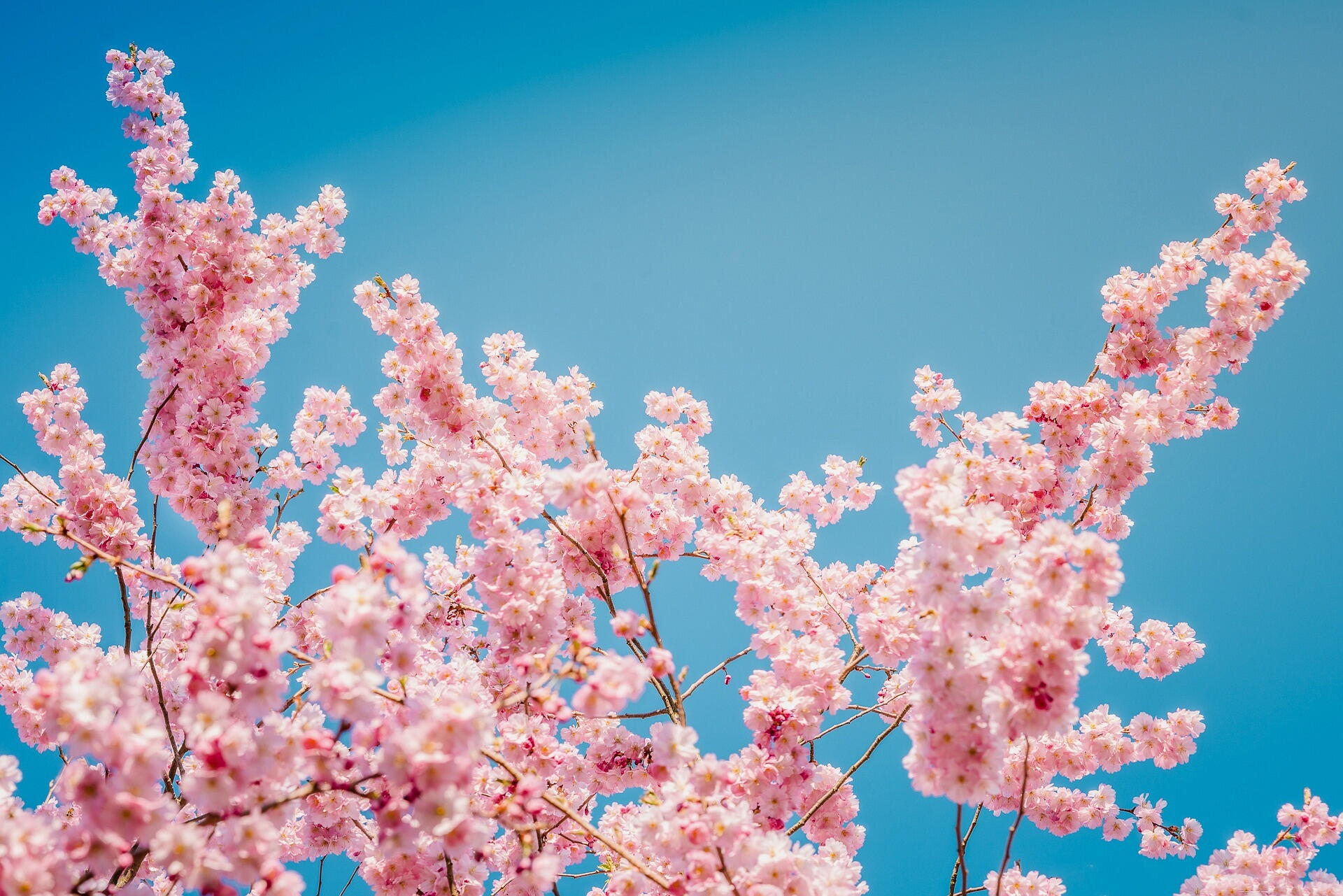 Flores de cerejeira. Essas exuberantes flores cor-de-rosa são também conhecidas como sakura.