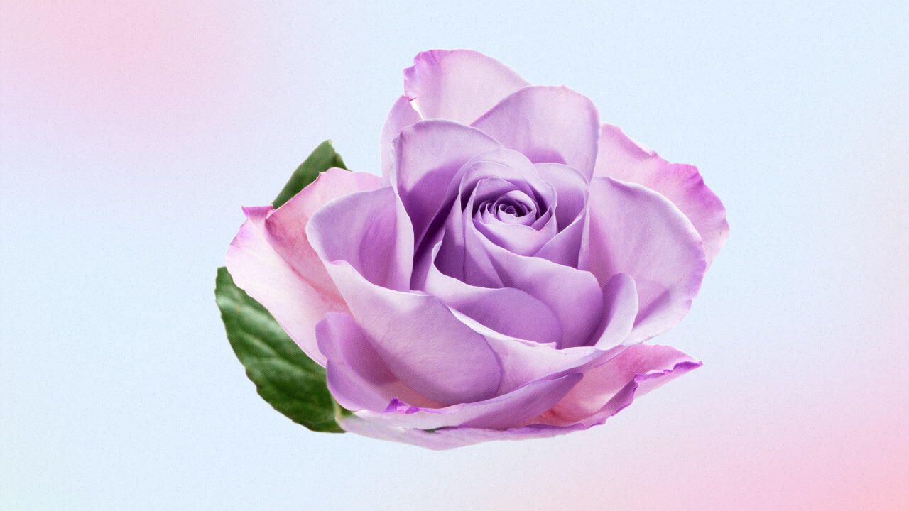 Rosa Lavanda