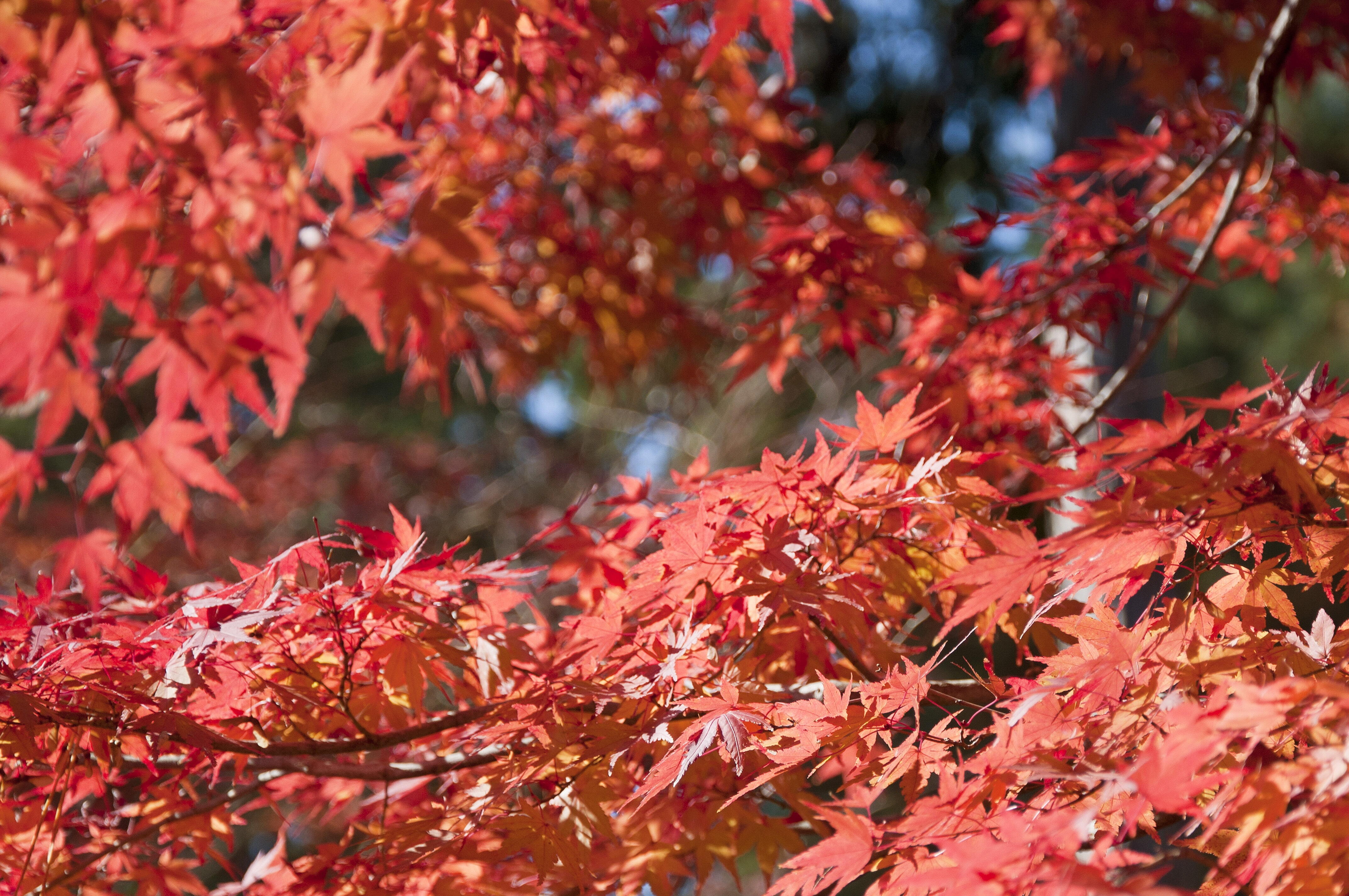 As folhas vermelhas hipnotizantes da árvore de bordo japonês