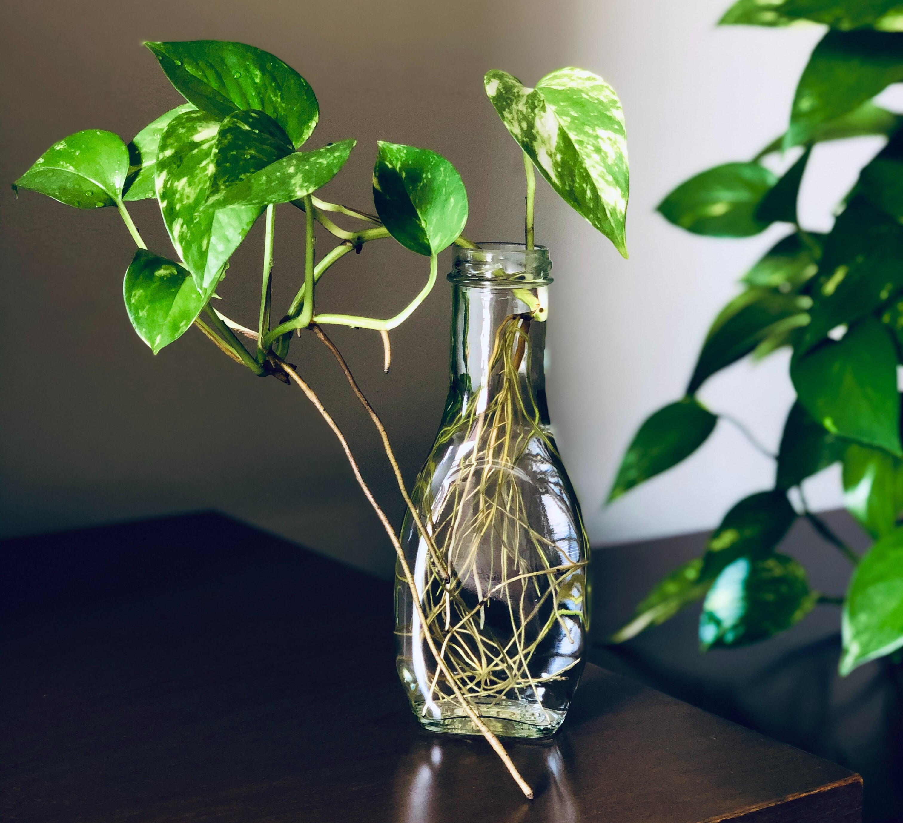 Planta jiboia em um vaso em formato de garrafa