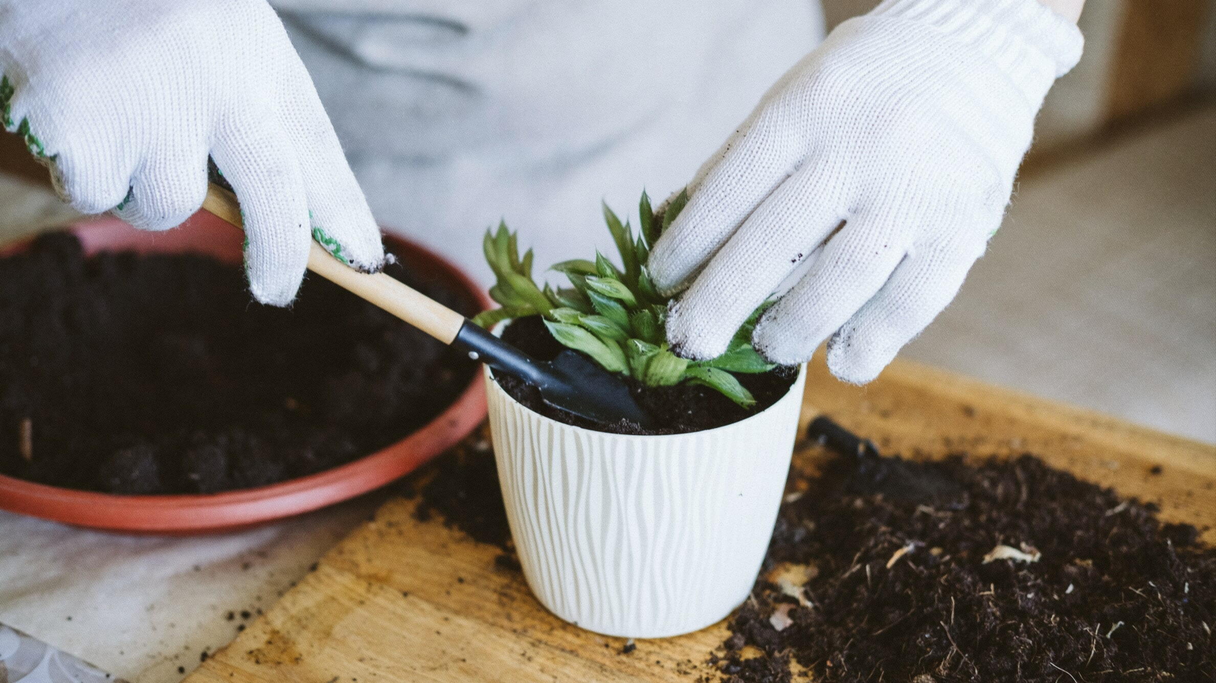 Como plantar suculentas em vasos