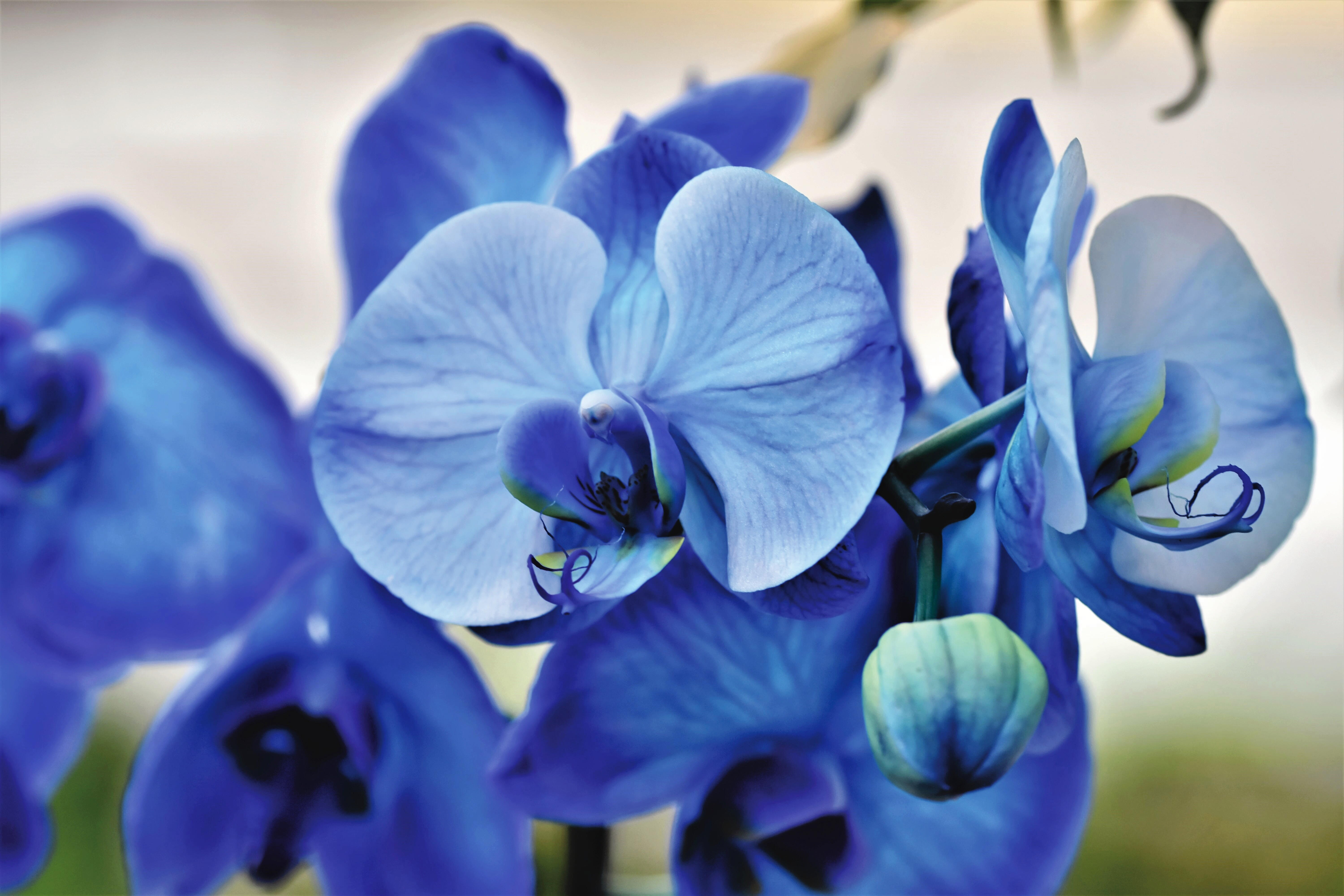 Orquídeas azuis