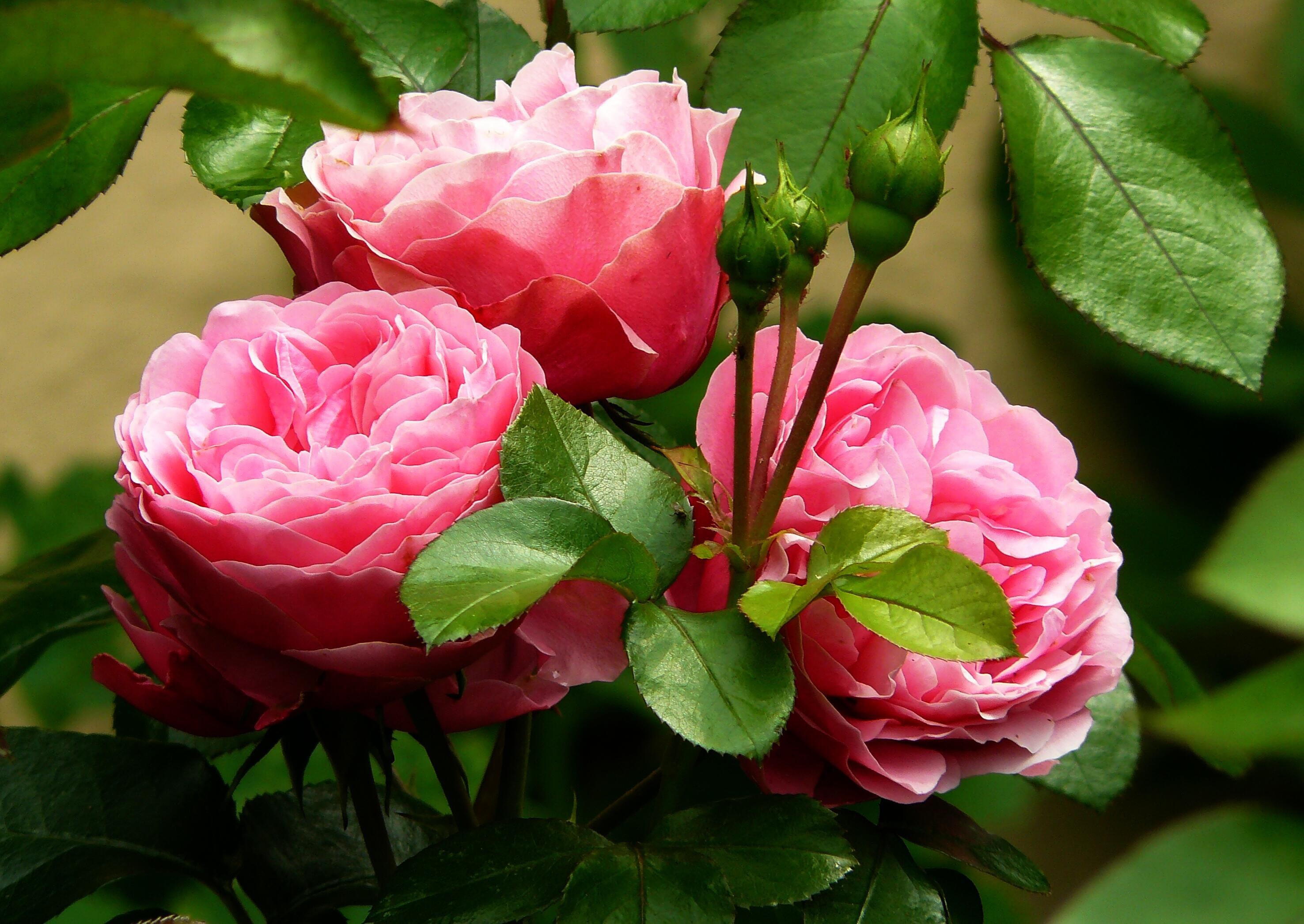 Rosas cor-de-rosa transmitindo os mais diversos sentimentos