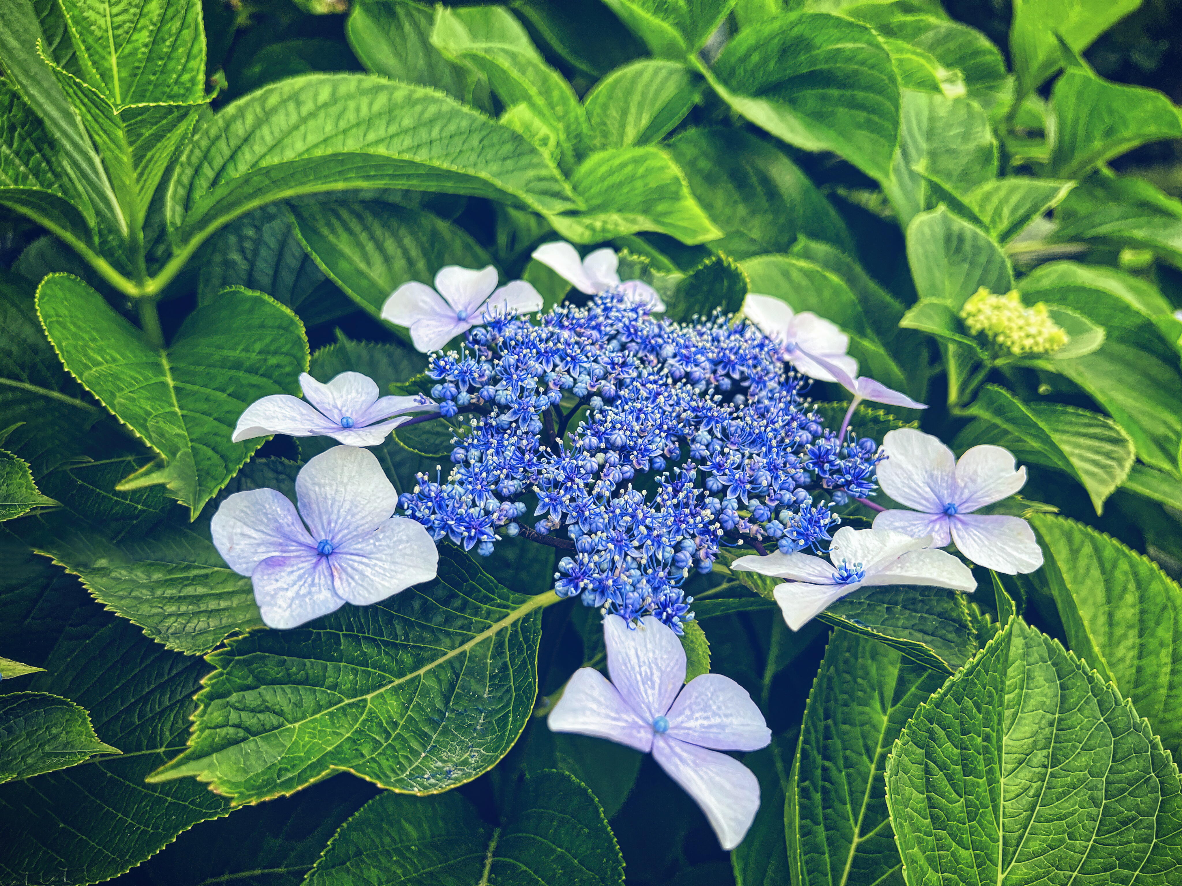 Belíssima flor de hortência, em sua variedade azul.