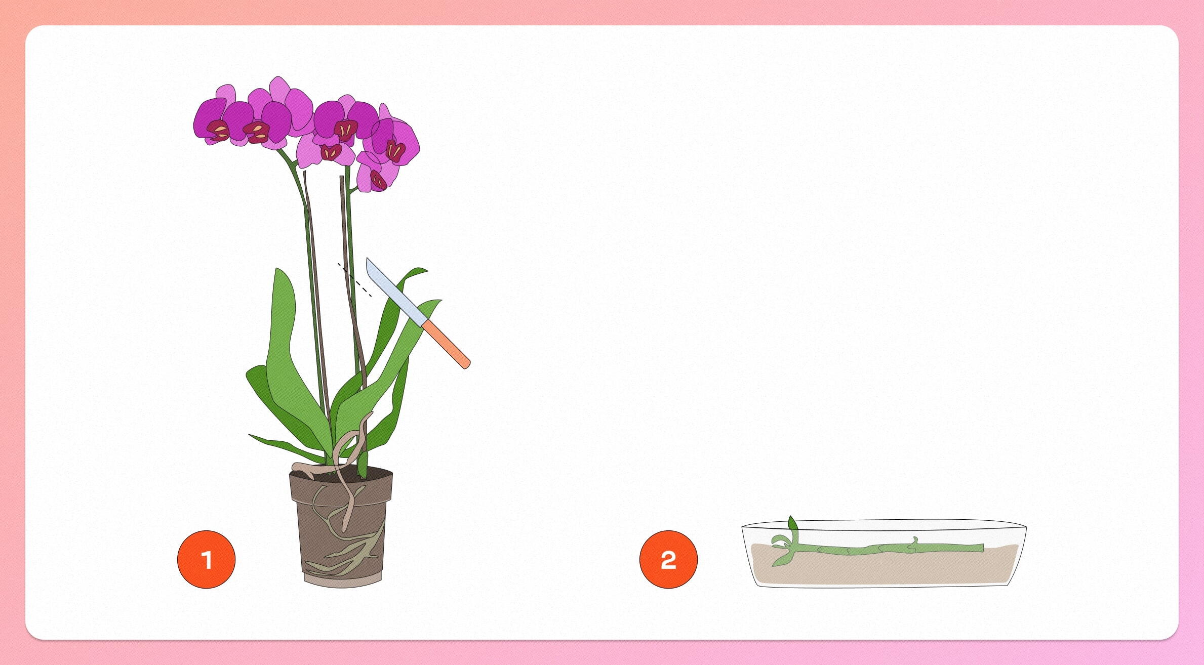 Como fazer muda de orquídea pela haste