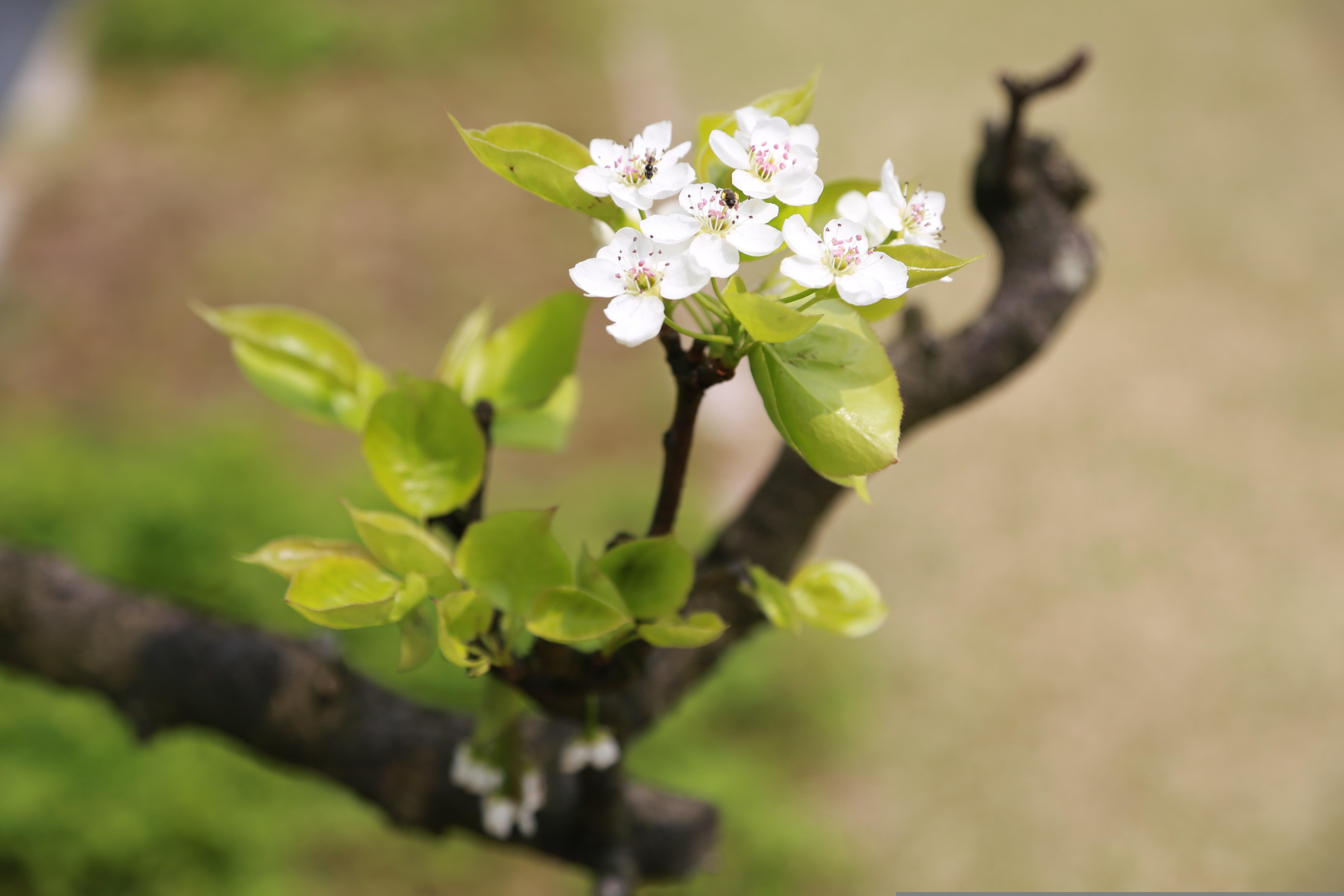 Variedade de flor de ameixeira, a ume é uma flor delicada ao mesmo tempo que transmite força e simplicidade.