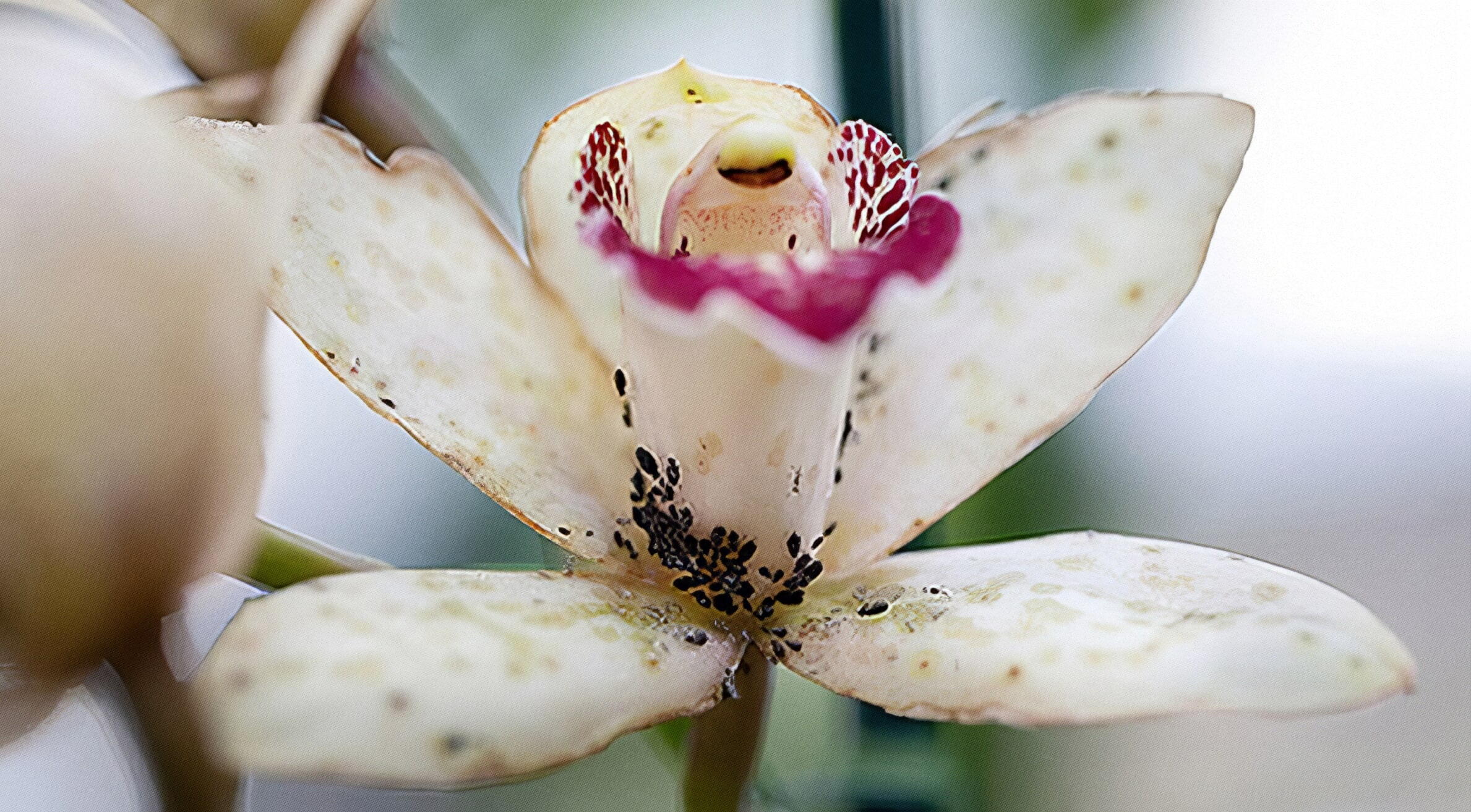 Doenças e pragas das orquídeas