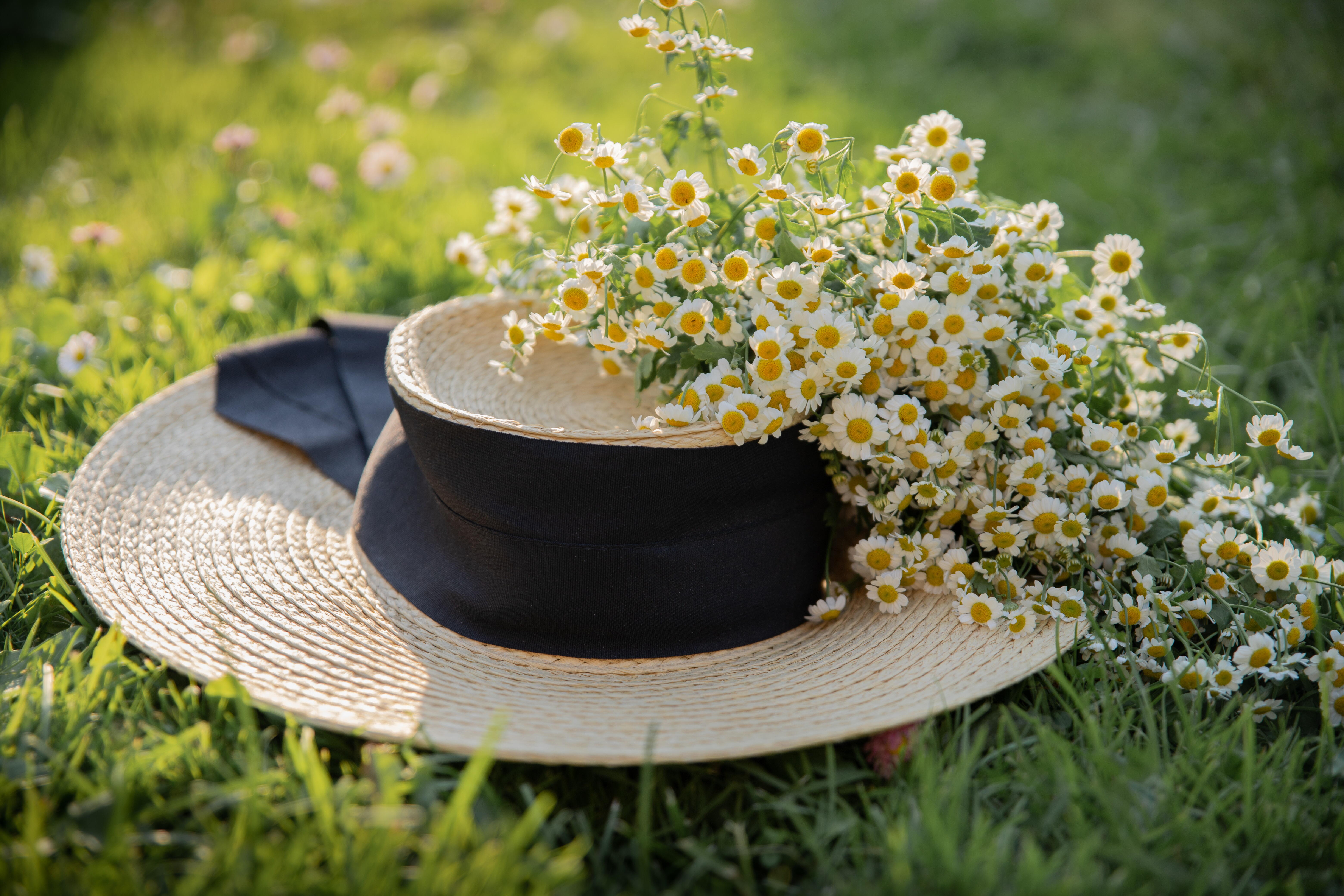 Flores de camomila sobre um chapéu 
