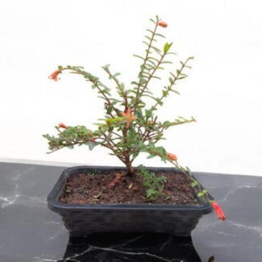 Bonsai de Romã