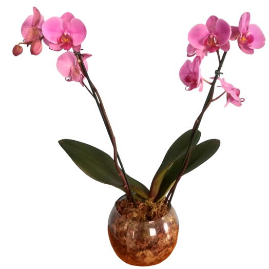 Arranjo de orquidea Phalaenopsis com duas hastes em vaso de vidro