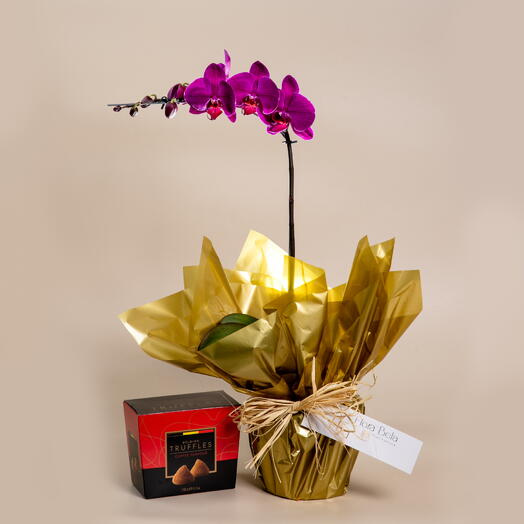 Orquidea lilas com Trufas Belgas