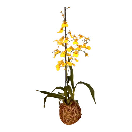 Kokedama de orquidea oncidium - chuva de ouro