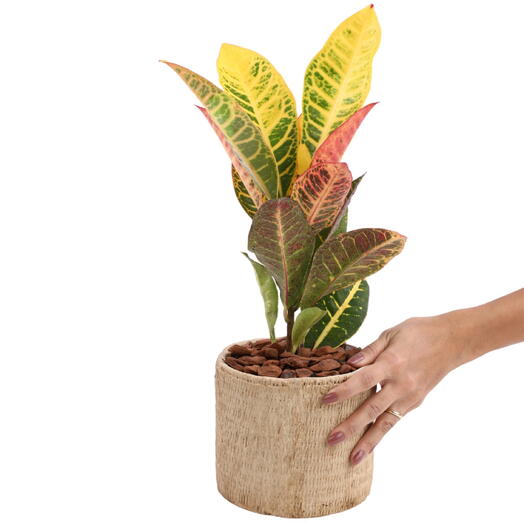 Planta Croton no Cachepot Bege P