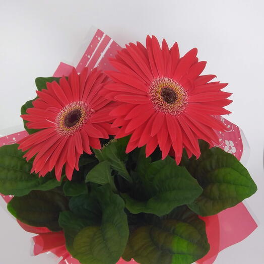 Gerbera