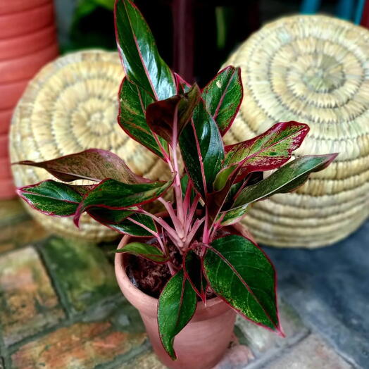 Aglaonema Creta