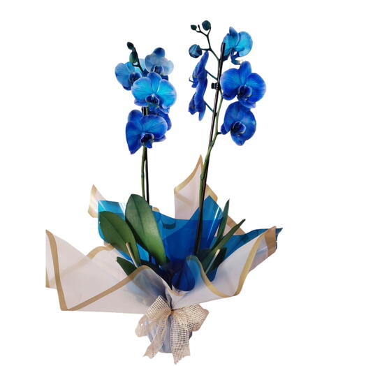 Orquidea phalaenopsis azul