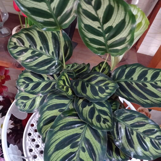 Maranta