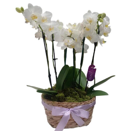 Cesto de palha com 3 orquideas phalanoplis decorado com musgo