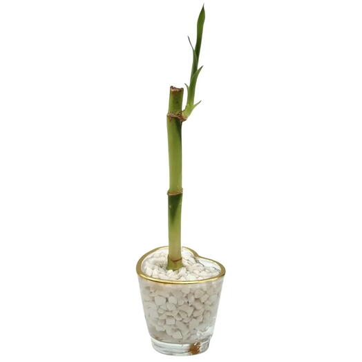 Vaso Mini Coração com Bambu da Sorte