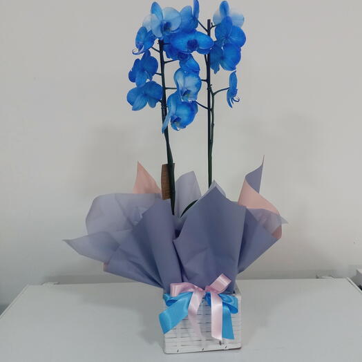 Orquidea Azul Dupla em cachepot de madeira