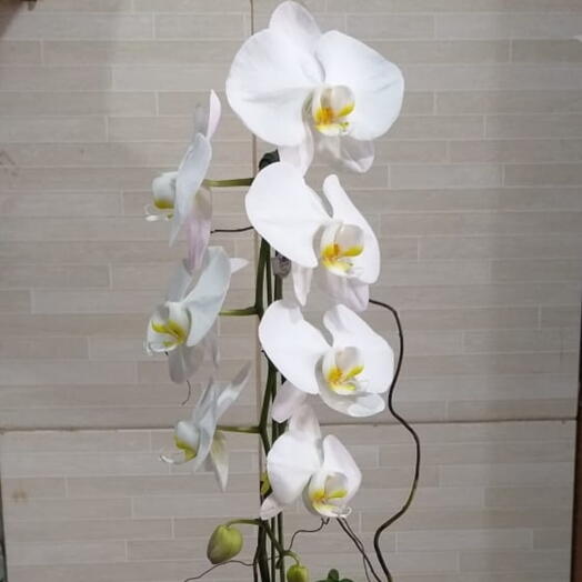 Orquidea plantada