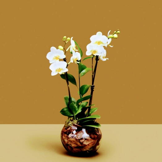 Vaso de orquideas mini branca