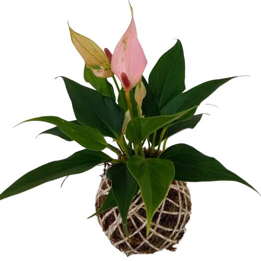 Kokedama de mini Anturio rosa