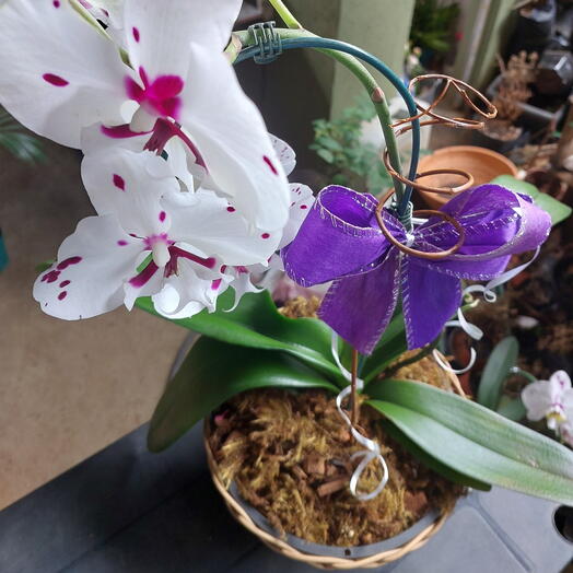 Orquidea Phalaenopsis Cascata