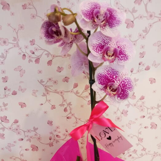 Orquidea Delicata com Chocolate