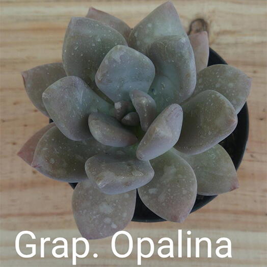 Suculenta Grap. opalina