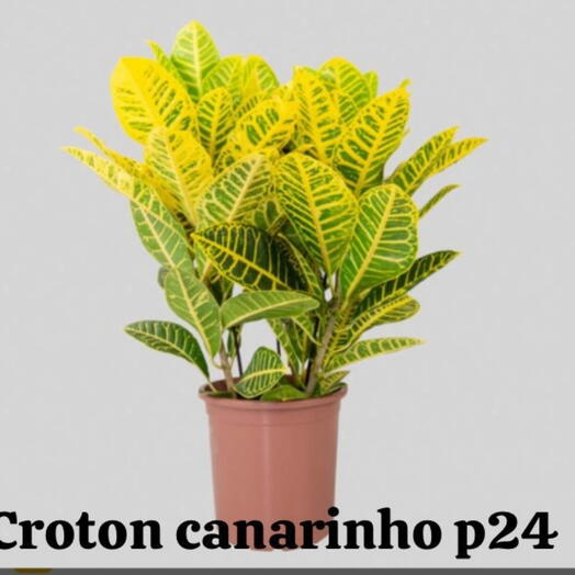 Planta clotom canarinho de interior