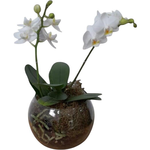 Mini Orquidea Branca