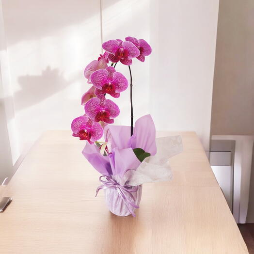 Orquidea phalaenopsis premium