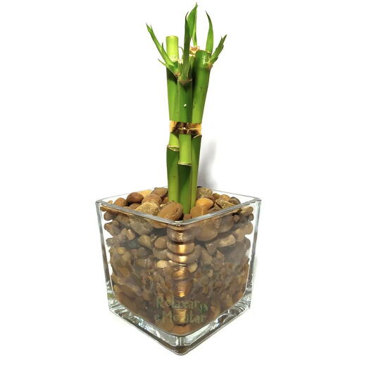 Vaso de Vidro com Seis Mudas de Bambu da Sorte (Medio)