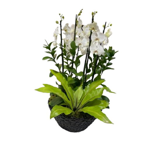 Arranjo com 4 orquideas