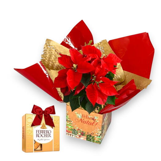 Flor Vermelha de Natal Plantada + Ferrero Rocher