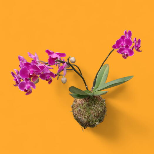 Kokedama Orquidea Pink