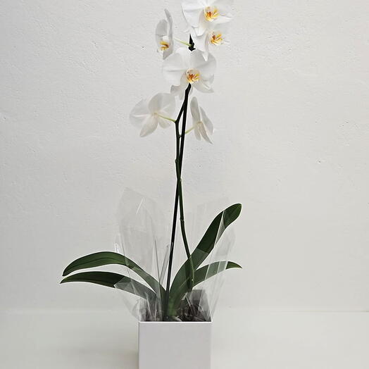 Box com Orquidea Phalaenopsis Branca