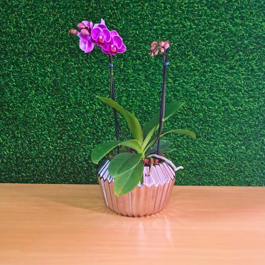 Mini Orquideas Phalaenopsis Vaso Resina Prateado