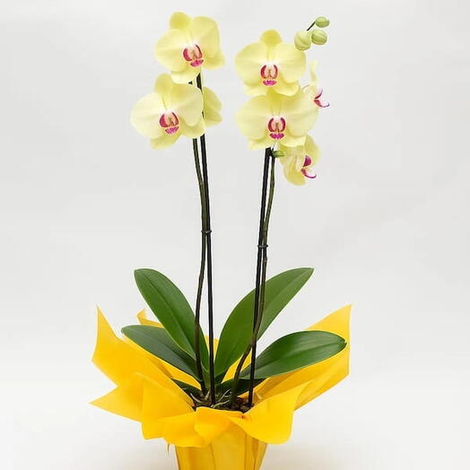 Orquidea Phalaenopsis Amarela duas Hastes para Presente
